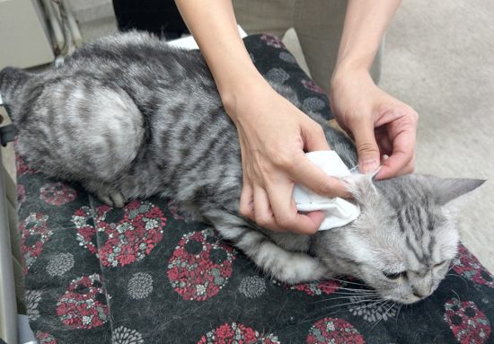 【寵兒小教室】喵主子愛乾淨！貓咪的日常護理！ 精選 第5張