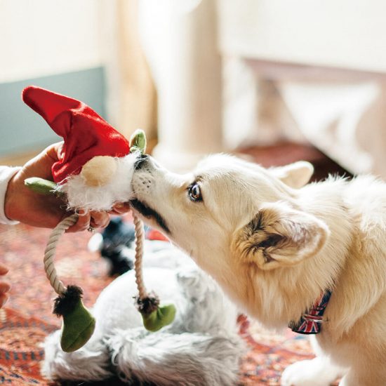 【寵物派對】帶著狗狗玩派對，一起交換聖誕禮物！ 動漫 第5張