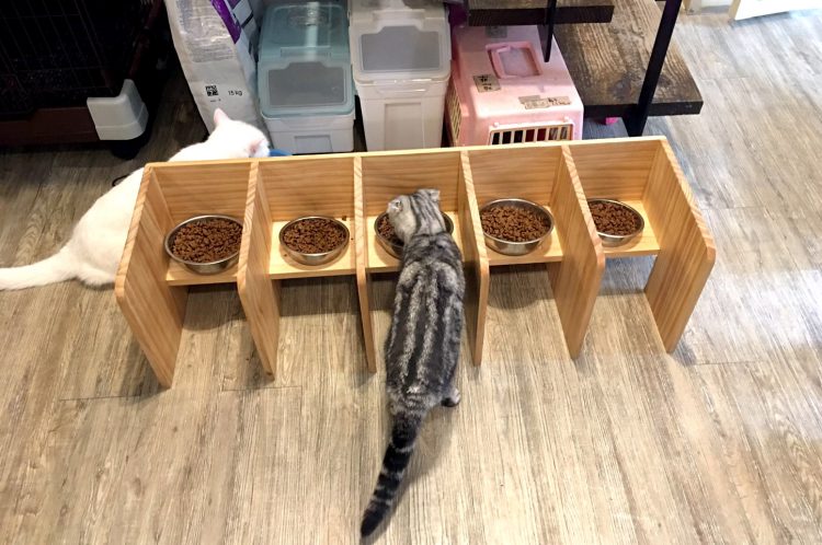 【寵物友善餐廳】台北松山 | 和貓咪有約 | 喵星人陪你吃飯喝咖啡 寵兒共和國 第4張