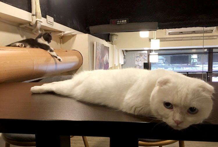 【寵物友善餐廳】台北松山 | 和貓咪有約 | 喵星人陪你吃飯喝咖啡 寵兒共和國 第5張