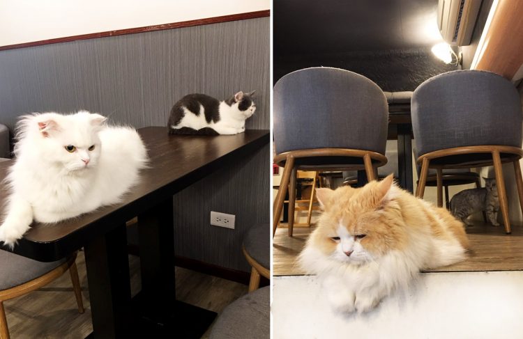 【寵物友善餐廳】台北松山 | 和貓咪有約 | 喵星人陪你吃飯喝咖啡 寵兒共和國 第12張
