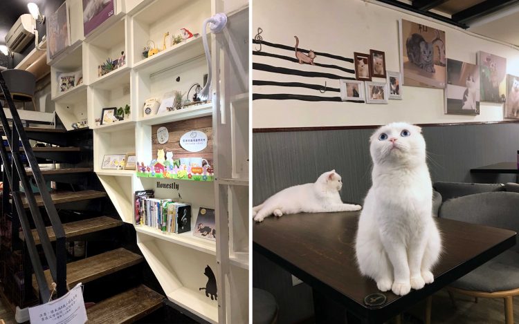 【寵物友善餐廳】台北松山 | 和貓咪有約 | 喵星人陪你吃飯喝咖啡 寵兒共和國 第6張