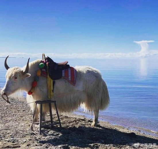 賈靜雯曬照與老公修傑楷同遊青海湖，兩人秀恩愛的方法有點搞笑 娛樂 第4張