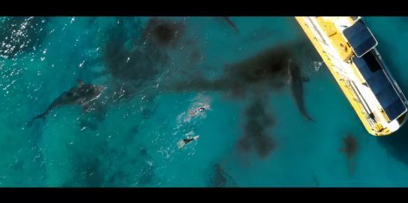 史泰龍閨女螢幕處女作《鯊海47：猛鯊出籠》正式預告 娛樂 第13張