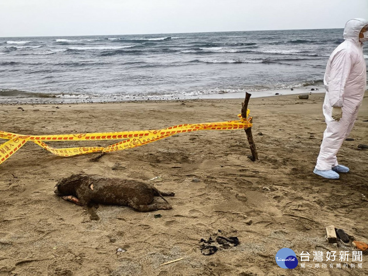 三芝赫見海漂動物　新北動保處戒備確認為犬隻遺體 台灣好新聞 第1張