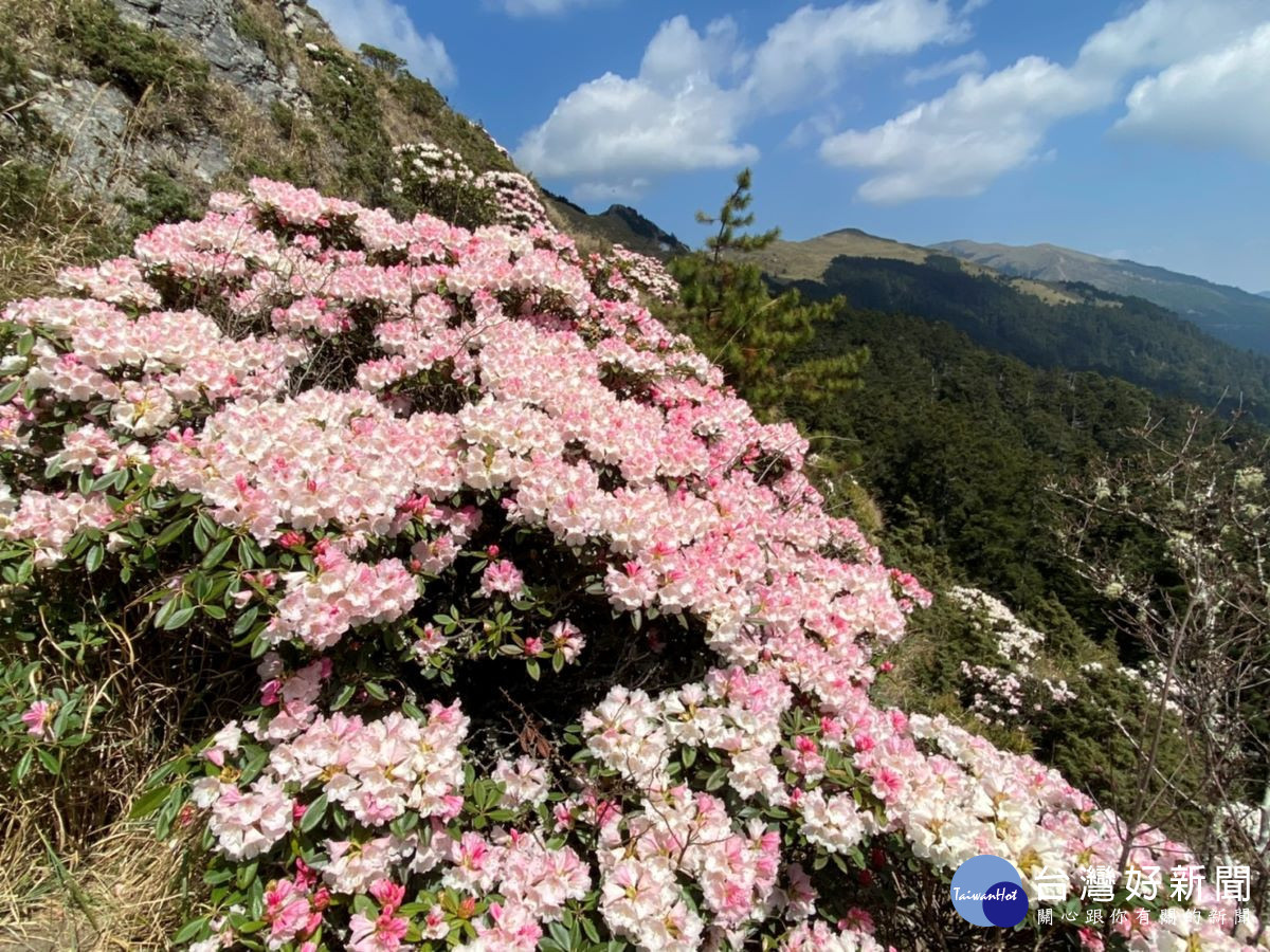 賞合歡山高山杜鵑　南投好好玩推出免開車服務 台灣好新聞 第1張