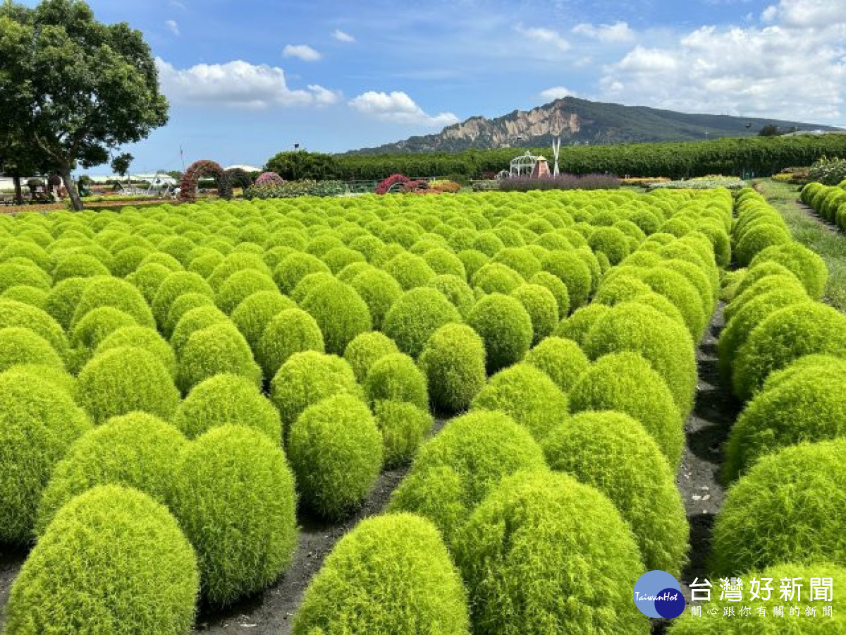 中社花市百花爭艷　暑期賞花遊客湧入 台灣好新聞 第1張