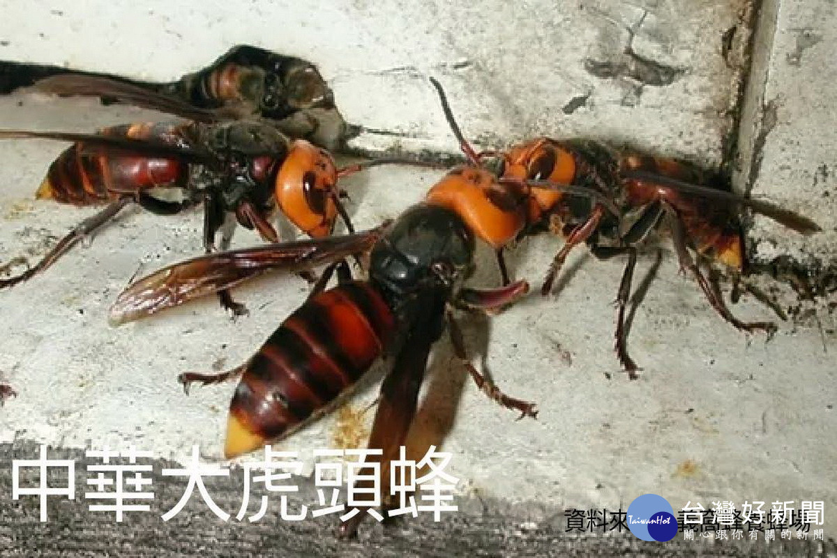 如何避免虎頭蜂攻擊　桃市農業局教您3妙招 台灣好新聞 第1張