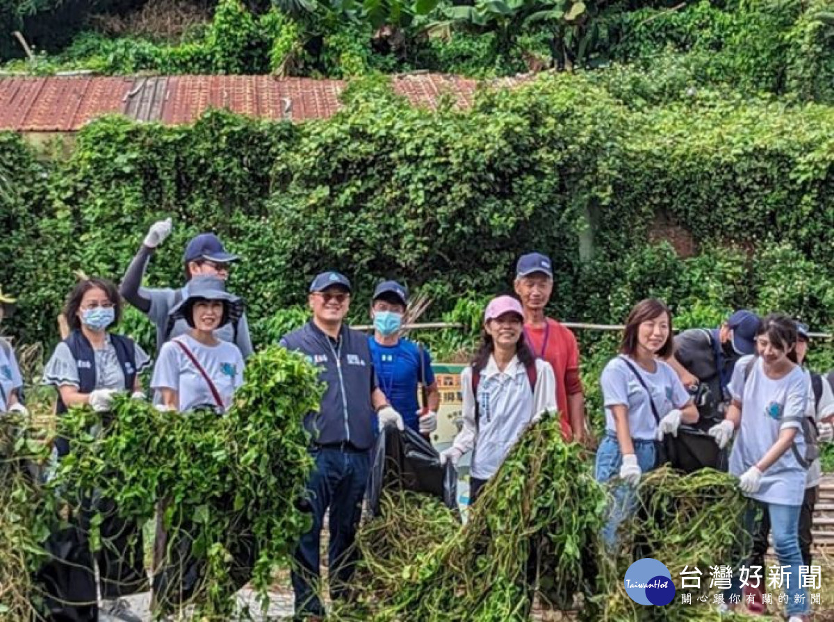 移除綠色殺手小花蔓澤蘭　桃市府邀市民攜手護家園 台灣好新聞 第1張