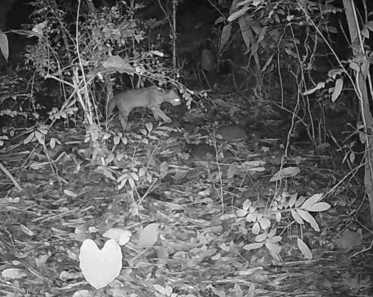 二水生態教育館拍攝到石虎活動畫面　成為野生動物保育推動基地 台灣好新聞 第1張