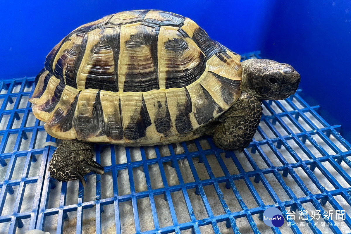 桃園113年度第三季非犬貓特殊寵物認養活動開跑　歡迎民眾踴躍參與認養 台灣好新聞 第1張