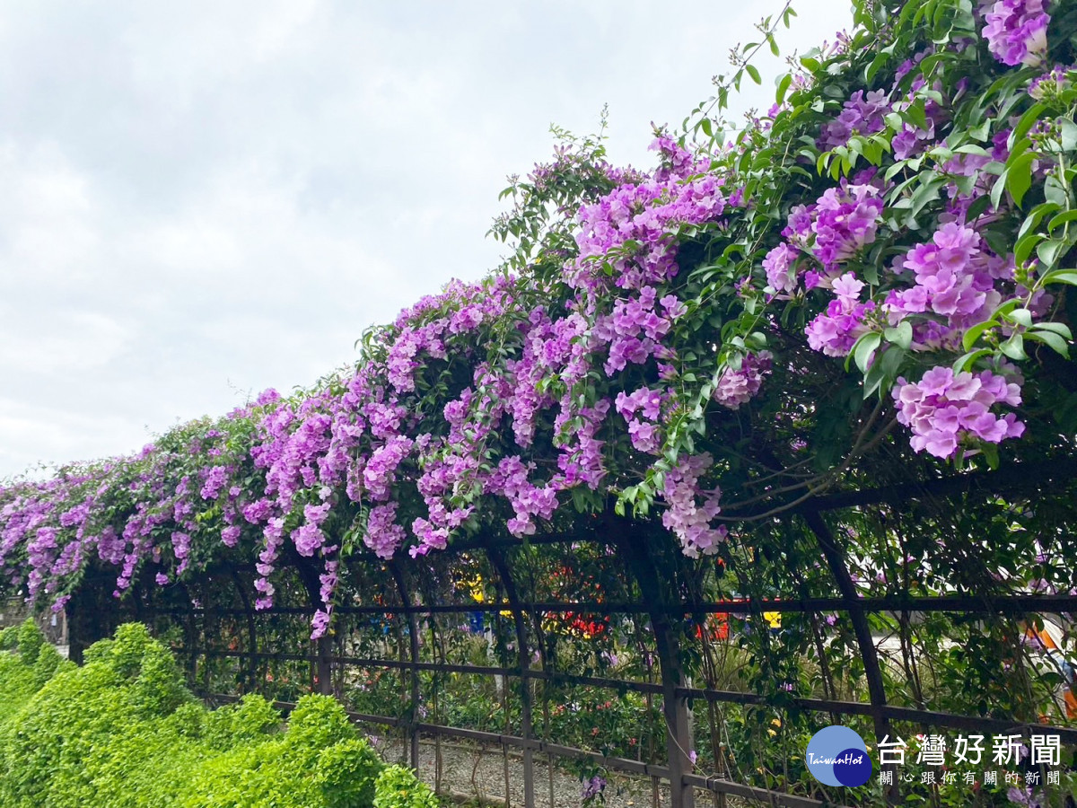 泰山楓樹里河堤蒜香藤　紫色花海瀑布打卡拍照不要錯過 台灣好新聞 第1張