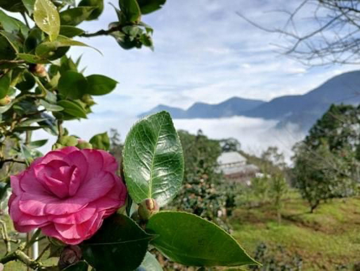 鳳凰自然教育園區茶花季11/9登場　五彩繽紛茶花齊綻放 台灣好新聞 第1張