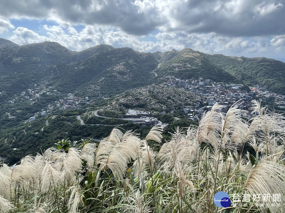 九份秋芒綻放飛舞　浪漫山海景致邀你來探索 台灣好新聞 第1張