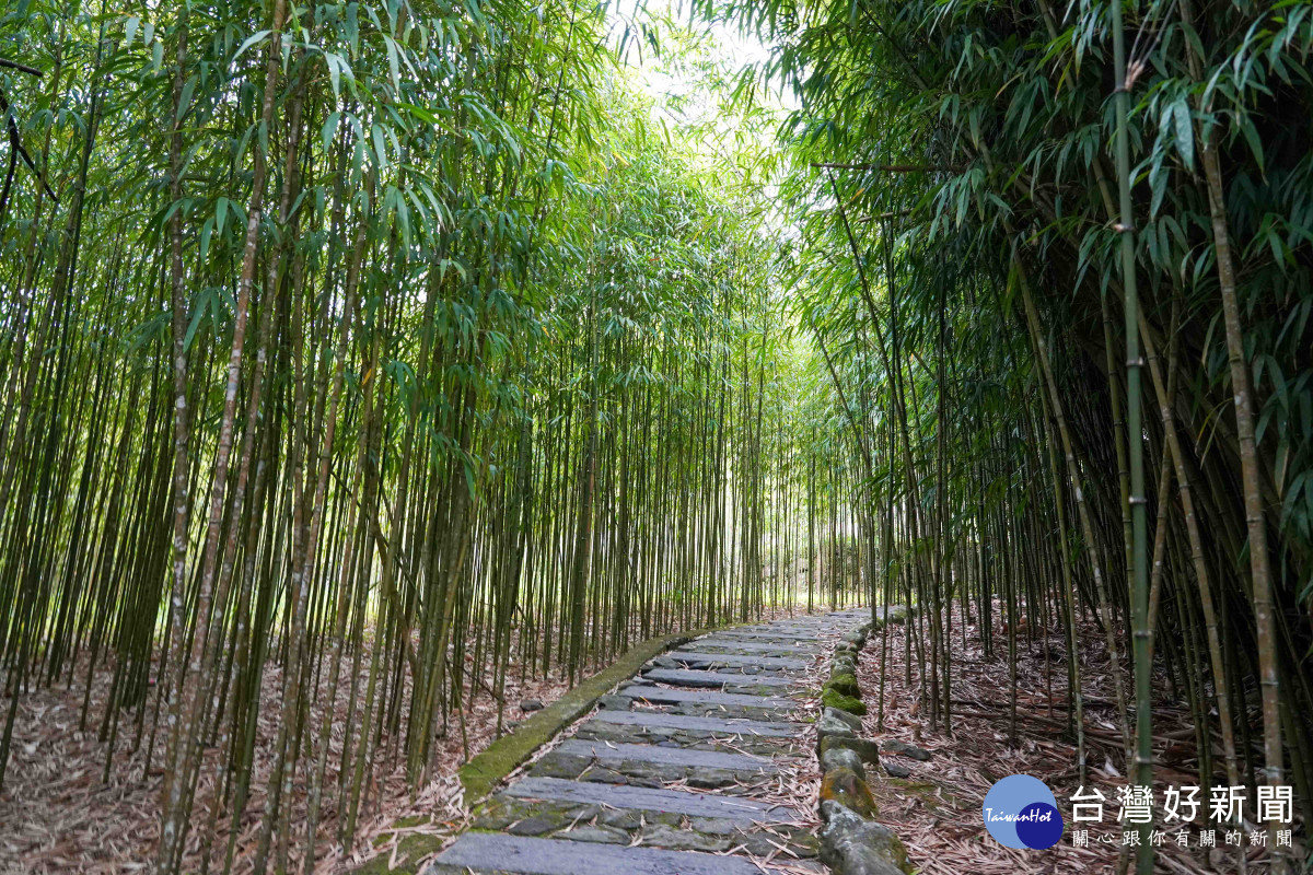 解鎖人生首座小百岳　嘉縣文觀局推薦親子同遊頂湖步道 台灣好新聞 第1張