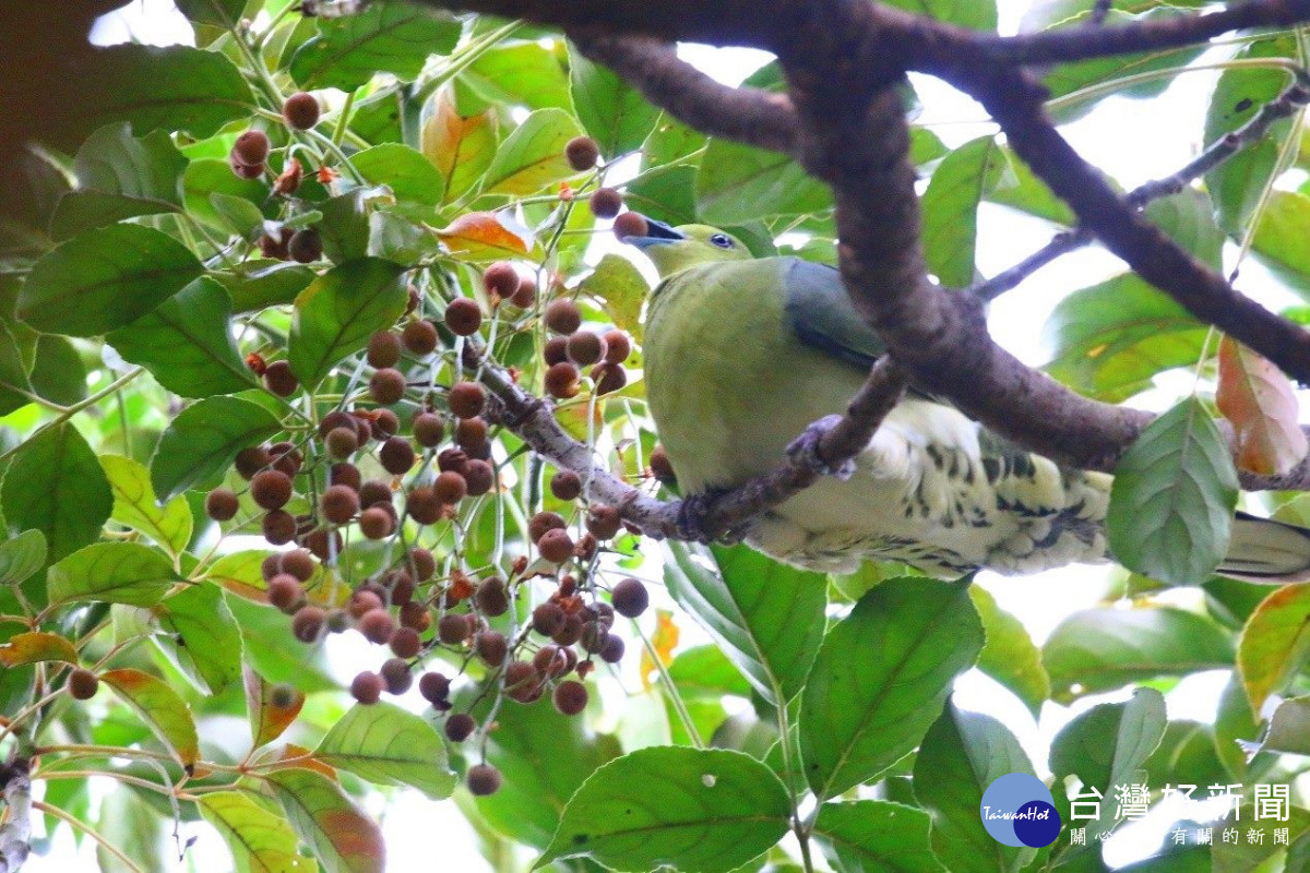 公園苦楝、烏臼結實 　侯鳥報到開飯囉！ 台灣好新聞 第1張