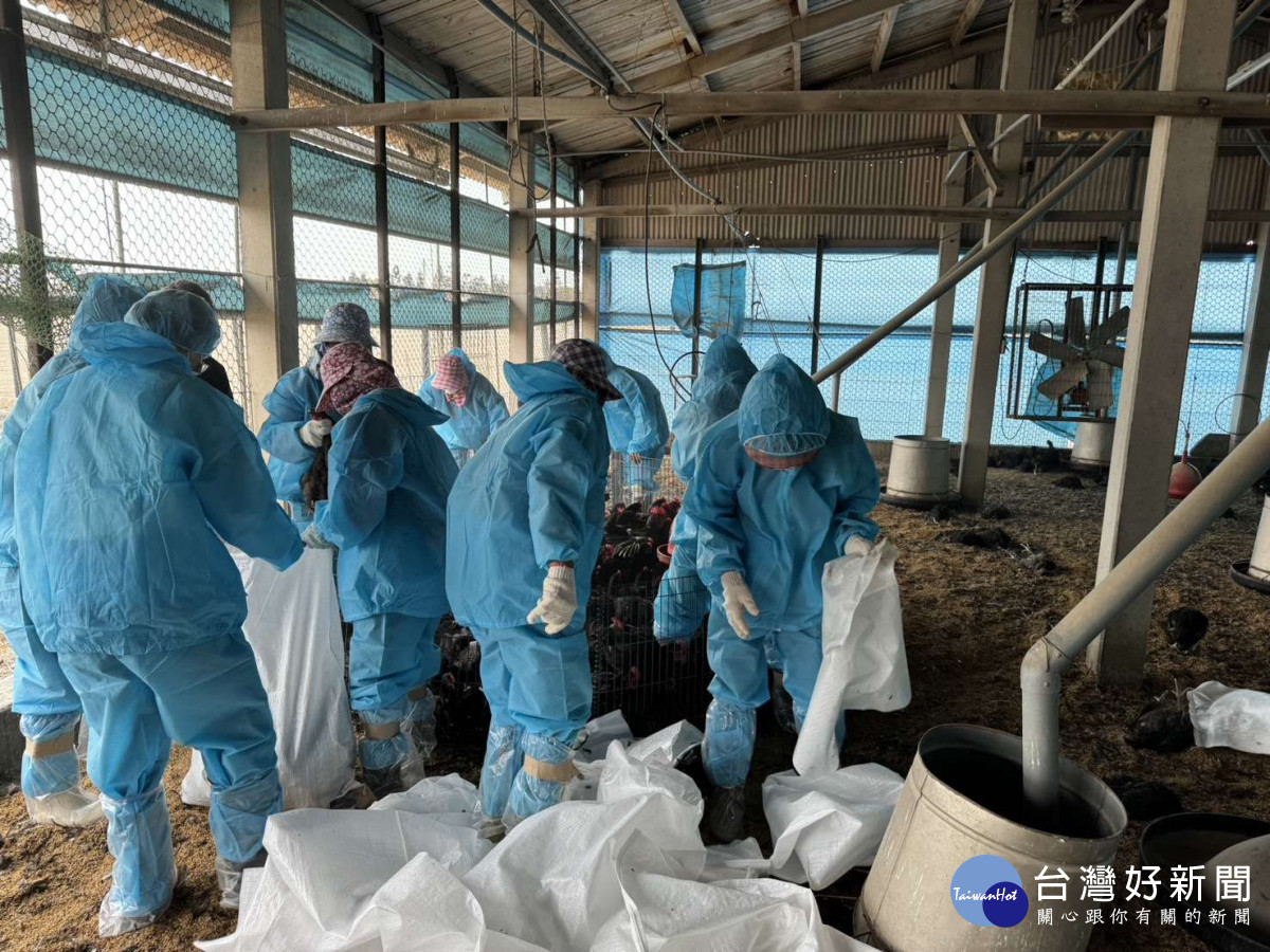 雲林東勢鄉土雞場確診禽流感　撲殺逾5千隻黑羽土雞 台灣好新聞 第1張