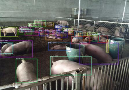 主意無接觸、無應激式 AI 養豬，「小龍潛行」做到低本錢的生豬辨認 | 農業 2025 科技 第4張