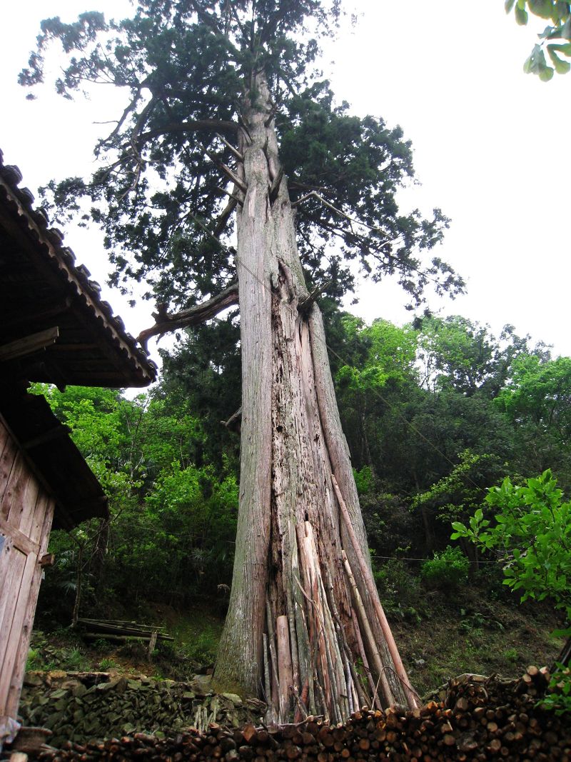 中國最古樸的苗寨，比千戶苗寨原始，有種樹高達50米活了上千年 旅遊 第8張