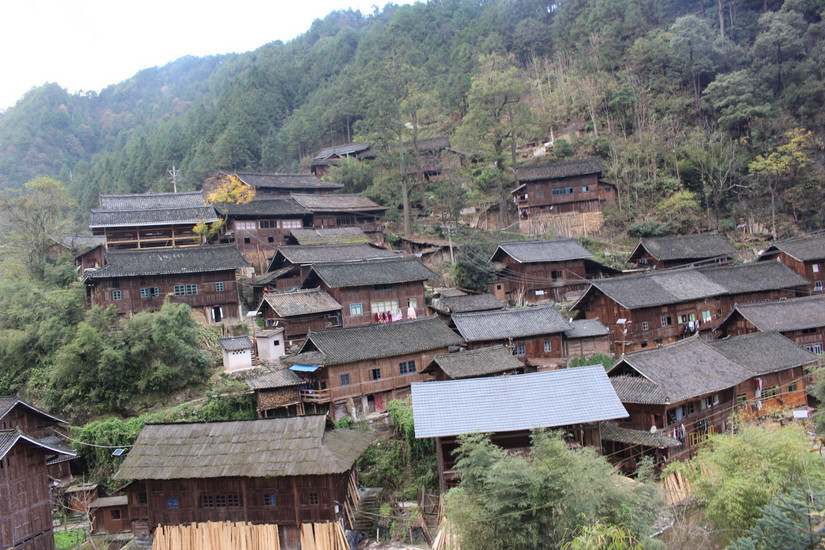 中國最古樸的苗寨，比千戶苗寨原始，有種樹高達50米活了上千年 旅遊 第2張