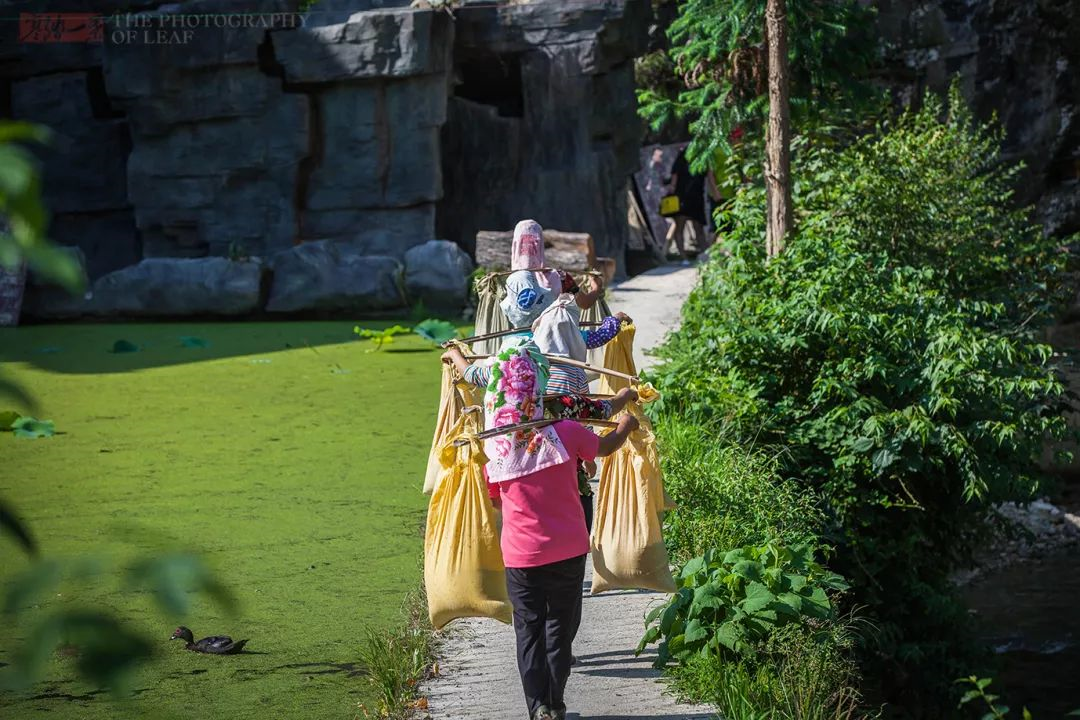 中國最古樸的苗寨，比千戶苗寨原始，有種樹高達50米活了上千年 旅遊 第9張