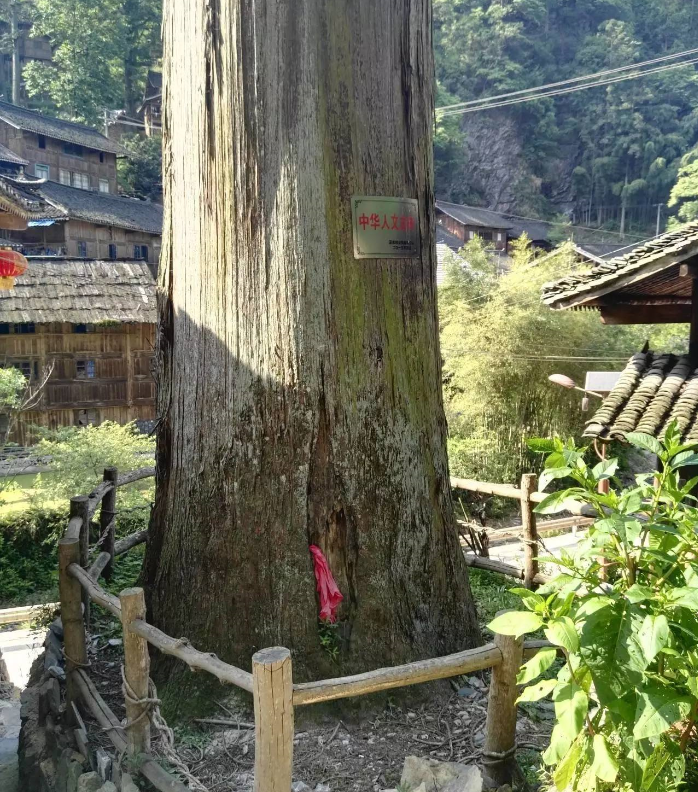 中國最古樸的苗寨，比千戶苗寨原始，有種樹高達50米活了上千年 旅遊 第7張