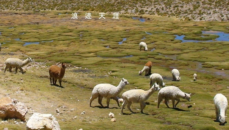 4千米秘魯高原之行 勞命傷財無遺憾 旅遊 第50張