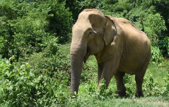 世界大象日：中國遊客在泰國騎大象人數下降 旅遊 第1張