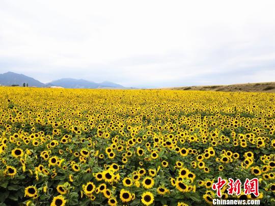 烏魯木齊城郊萬畝向日葵「醉」遊人 旅遊 第1張