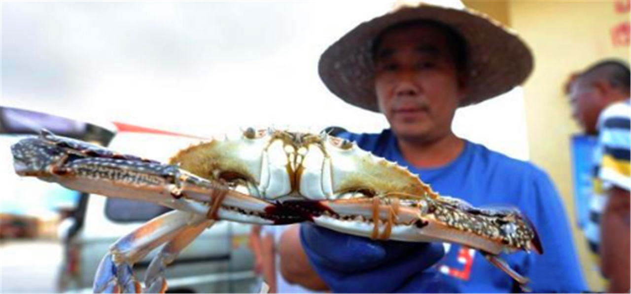 青島：海捕歸來，一斤重的大螃蟹供不應求 旅遊 第1張