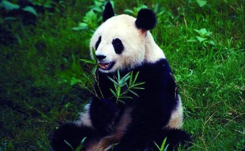 熊貓的特點和愛好，有哪點是你最喜歡的呢