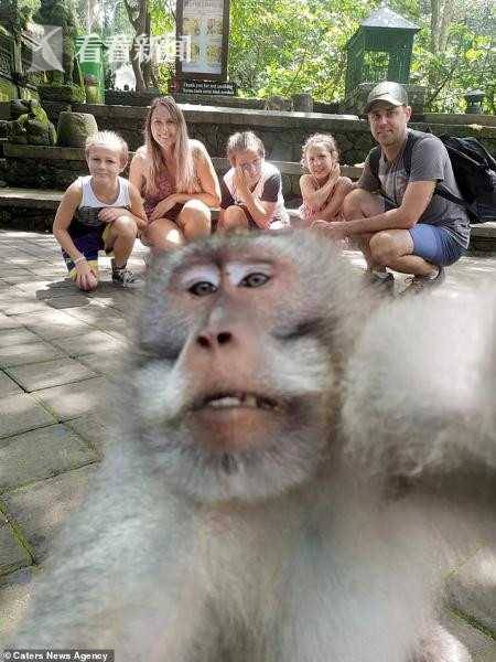 一家五口巴厘島猴山遊遭猴子搶鏡自拍豎中指