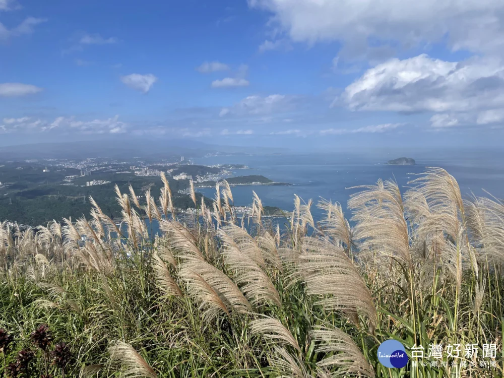 新北芒花季熱力綻放　九份山城變身銀白仙境