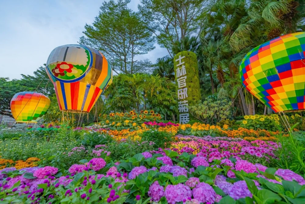 士林官邸菊展盛大開展！　13萬盆菊花打造「藝菊圓夢」世界