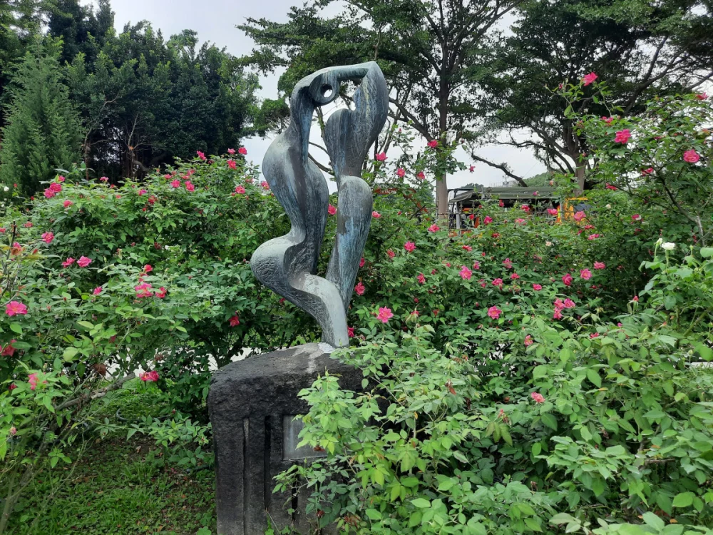 台北玫瑰園迎來最後一波花期 法式古老茶玫瑰、英式包子花型爭豔