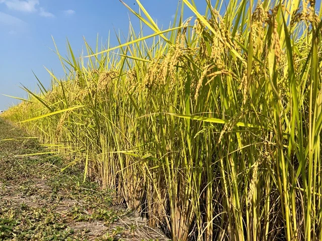 「台農88號」亮相 智慧監測打造永續稻作