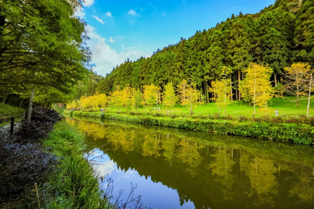 銀杏也已轉金黃。（杉林溪自然教育中心提供）





” style=”width:100%; height:auto; display: black;”/><span style=