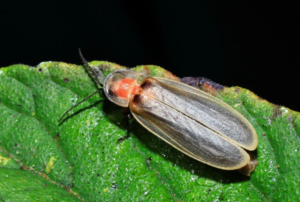 鋸角雪螢是山區特有每晚專人導覽。（杉林溪自然教育中心提供）


” style=”width:100%; height:auto; display: black;”/></p>
<h4  style=