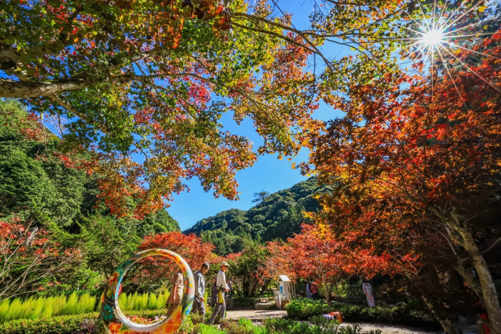 杉林溪此刻楓紅遍野。（杉林溪自然教育中心提供）