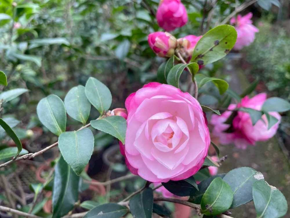 茶花盛開，展現風姿綽約高貴優雅的魅力。