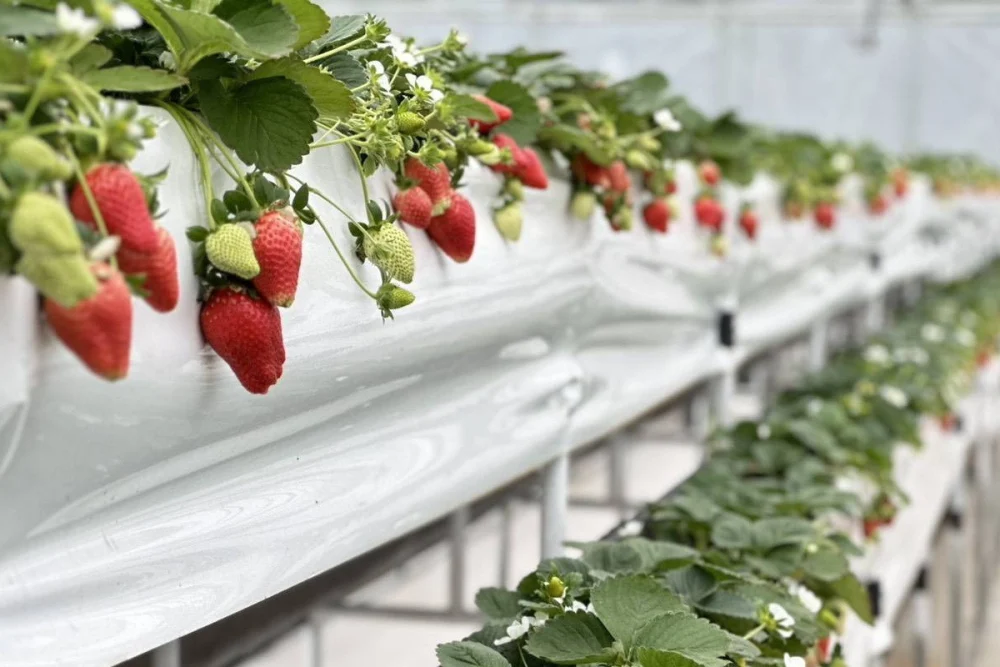 「桃園草莓聖誕市集」12/25登場， 草莓食農體驗12/19起免費開搶。


” style=”width:100%; height:auto; display: black;”/></p>
<h4 style=