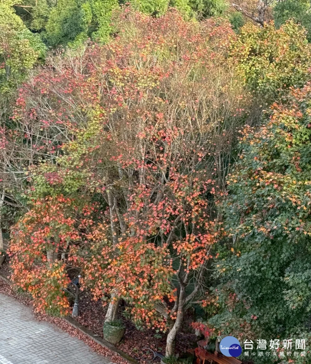 東勢林場賞楓季開始，楓葉開始由綠轉黃變紅。(圖/東勢林場)