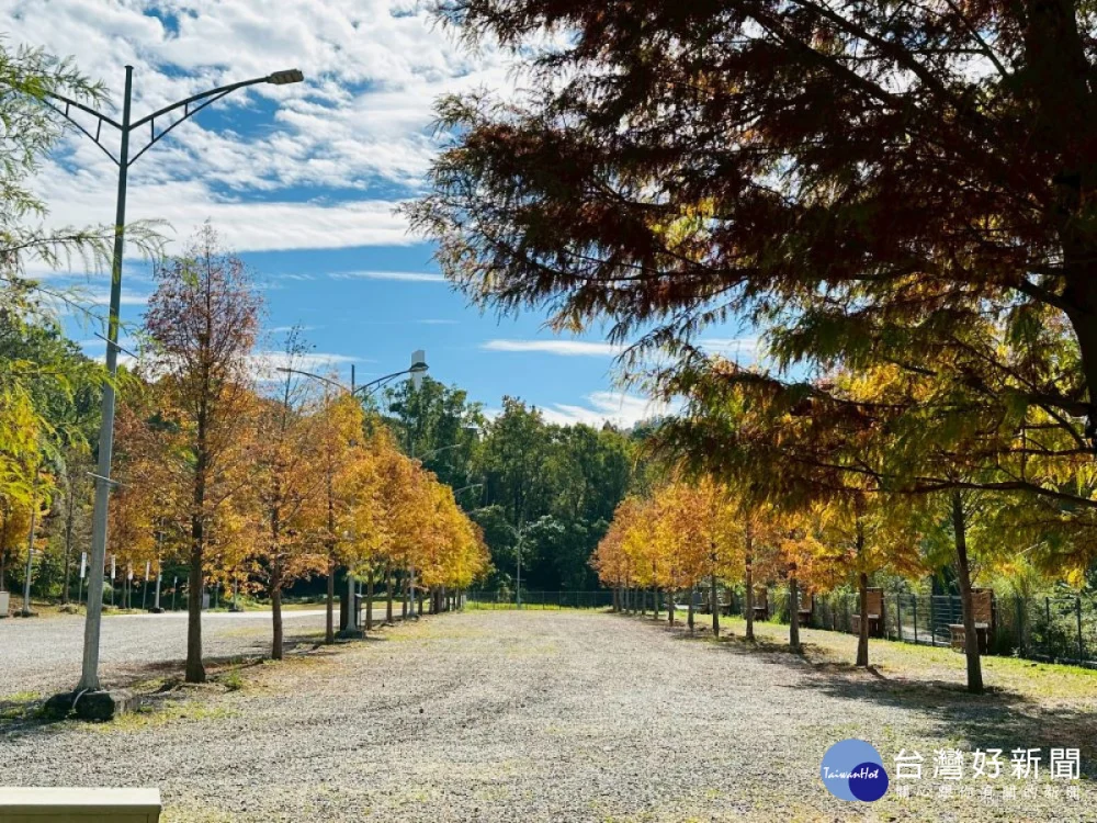 東勢林場入冬後，山林間開始錯落紅、橙、黃交疊的大自然色彩-停車場皮的落羽松已經呈現金黃的色調。(圖/地方中心)