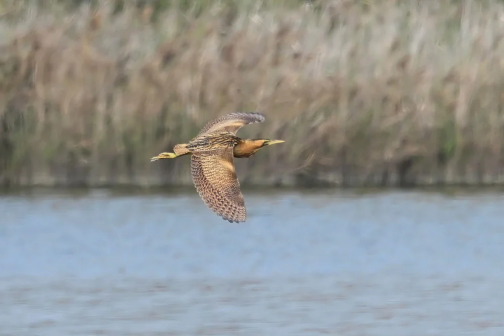 大麻鷺罕見露面，為茄萣濕地的冬季增添亮點。（圖／高雄市府工務局公園處）