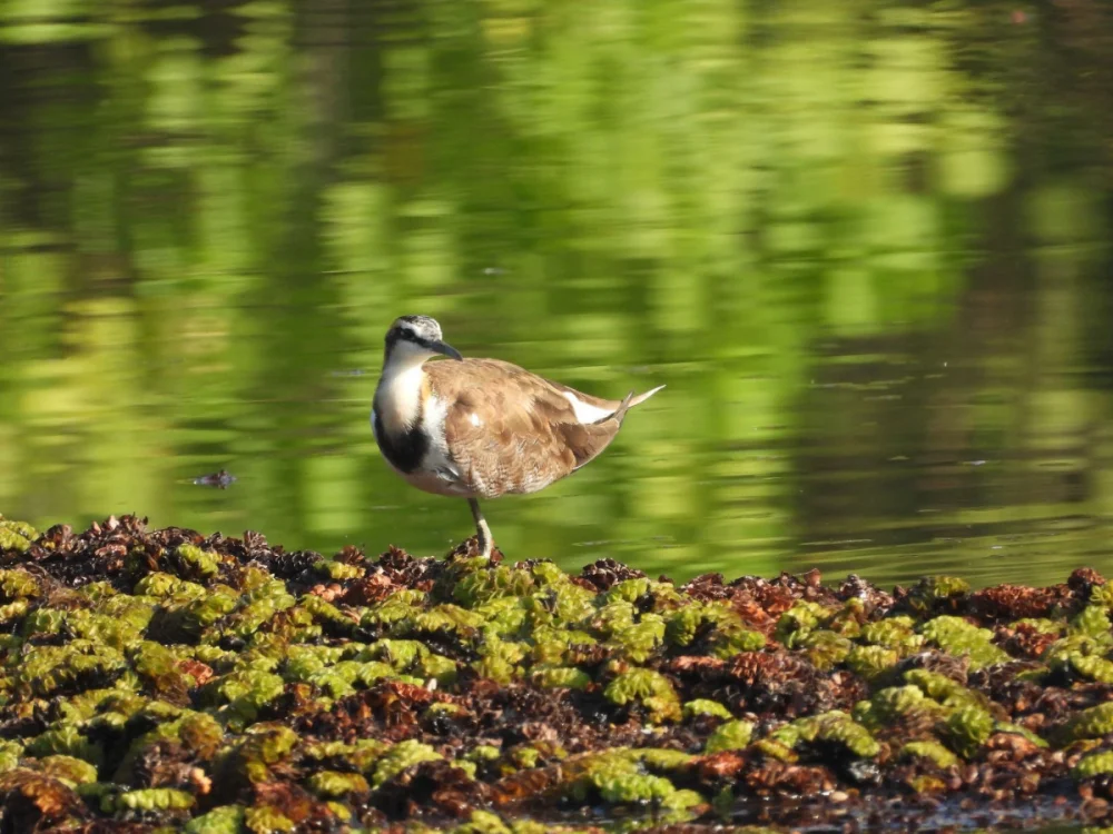 綠意倒映的水面上，水雉現身水生植物間，構成濕地特有的生態畫面。（圖／高雄市府工務局公園處）