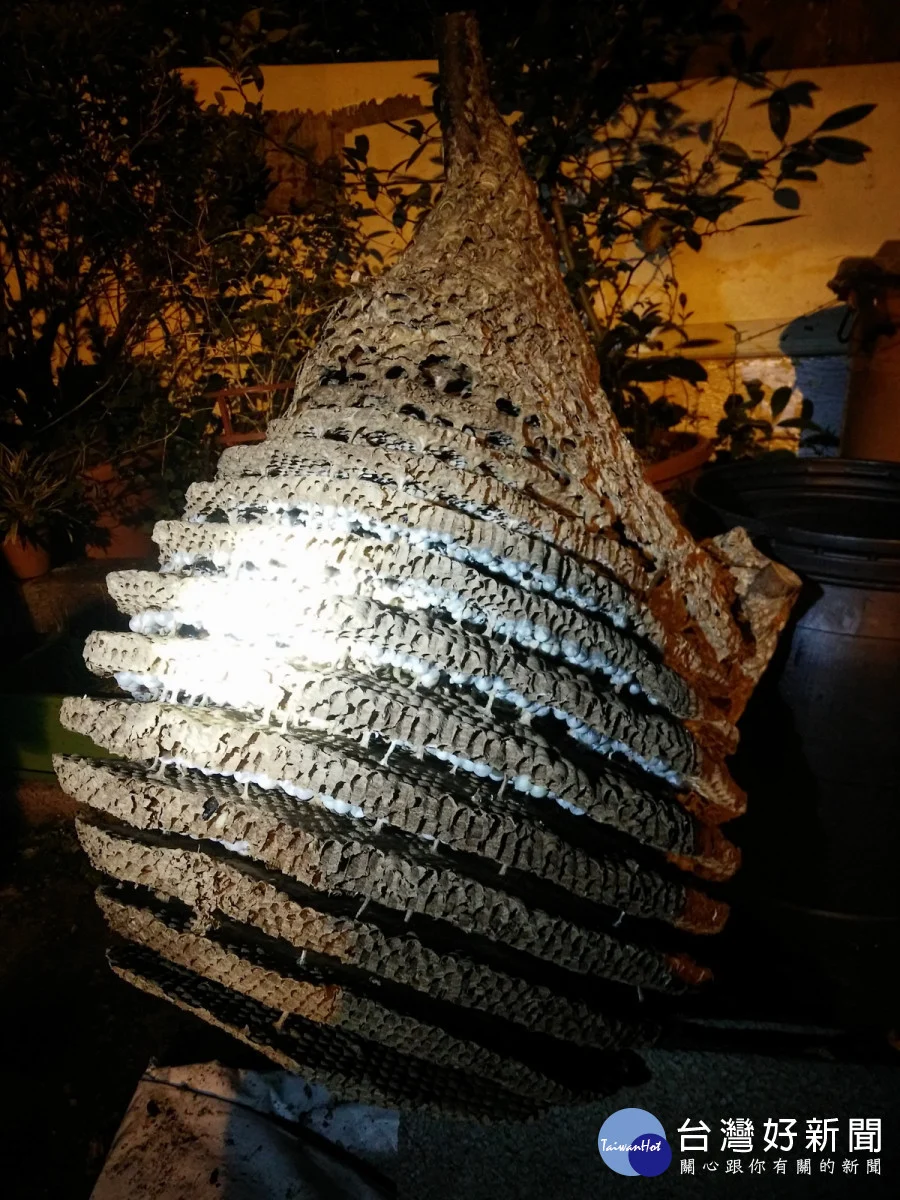 桃園市捕蜂捉蛇業務自115年元旦起轉型委外，1999專線24小時受理。


” style=”width:100%; height:auto; display: black;”/></p>
<h4 style=