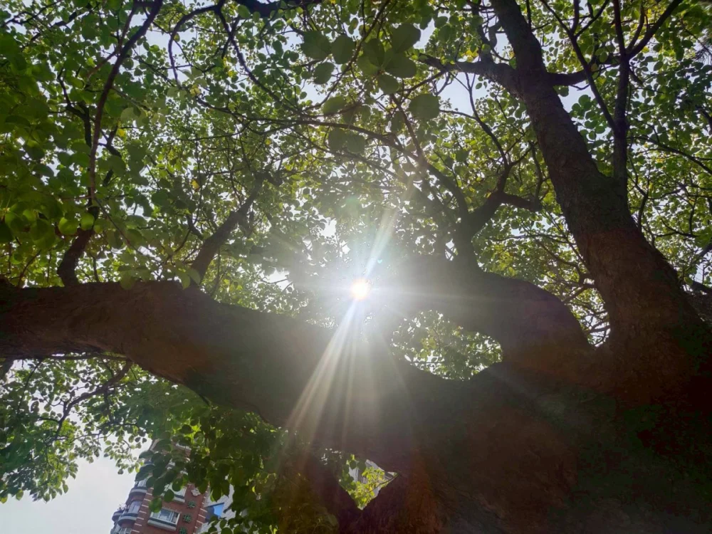 入冬首波寒流將報到 吳德榮:週三起本島平地恐跌破5度