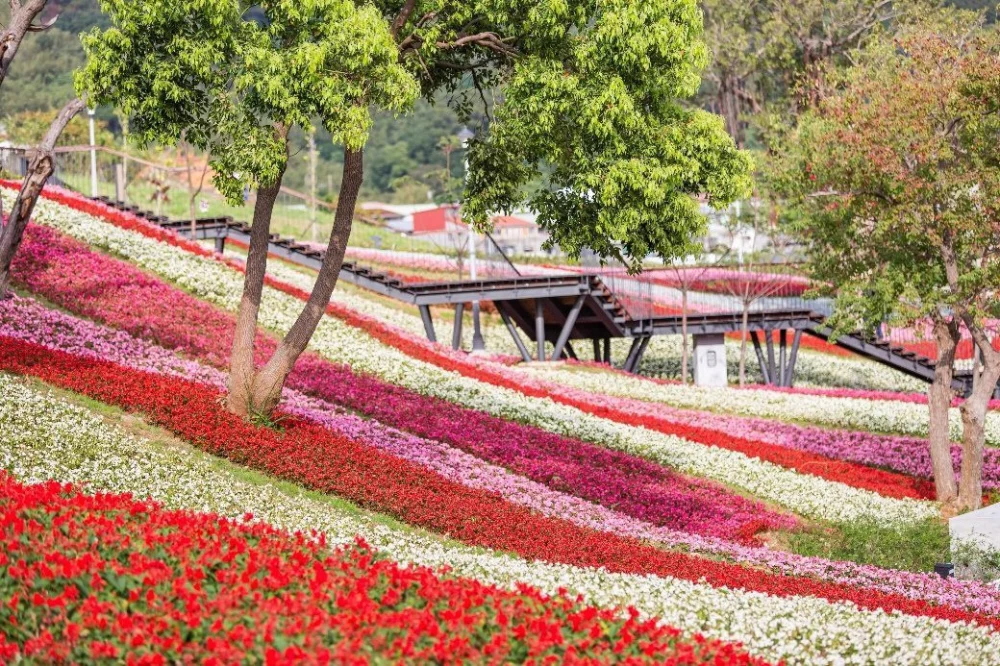 2026 三層崎花海「台版富良野」2/11 浪漫開展！　16 萬盆花路、大冠鷲圖騰美如畫