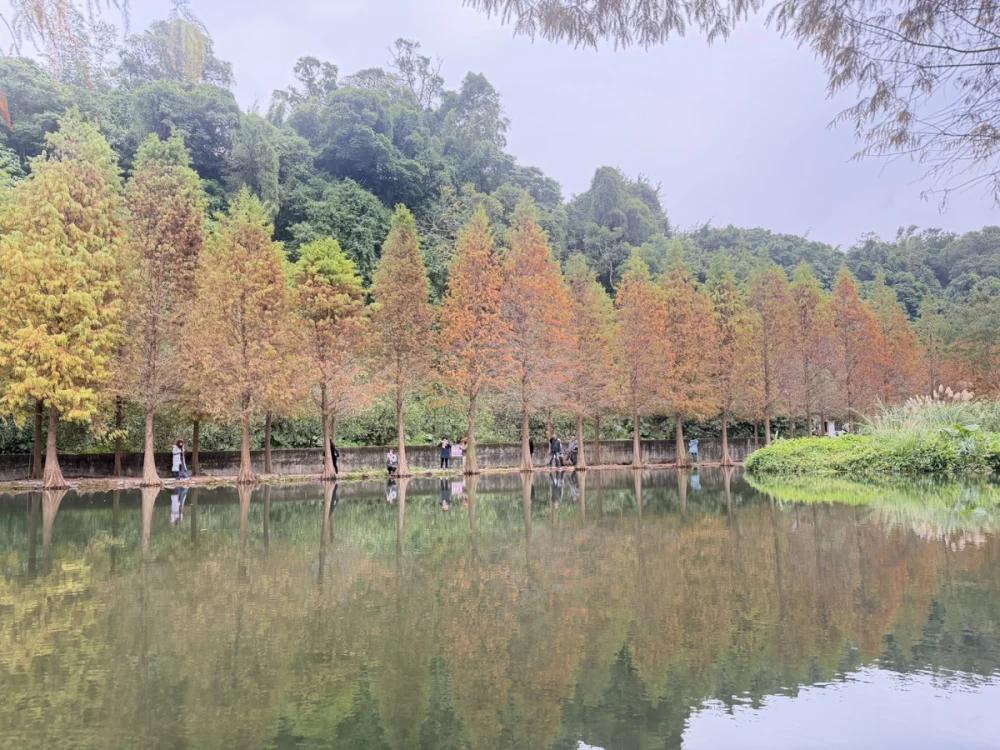大溪「月眉濕地落羽松季」。