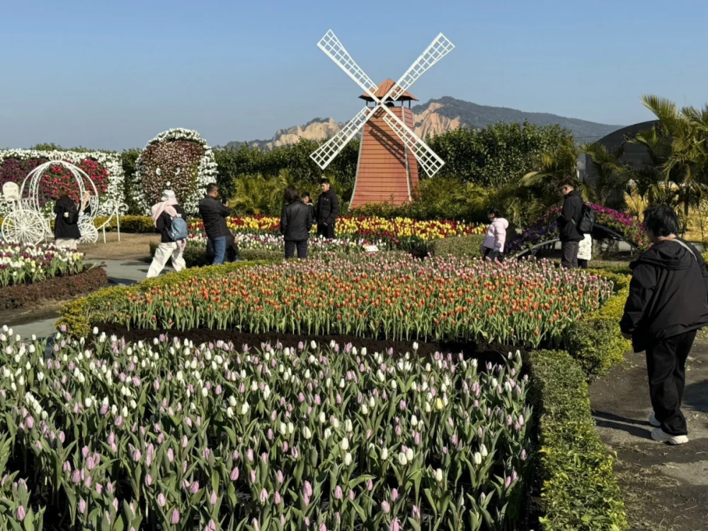 中社觀光花市「鬱金香」季登場　二十五萬株迎客至三月中旬
